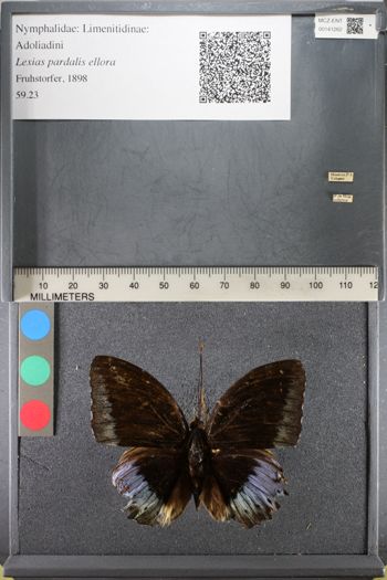 Media type: image;   Entomology 141262